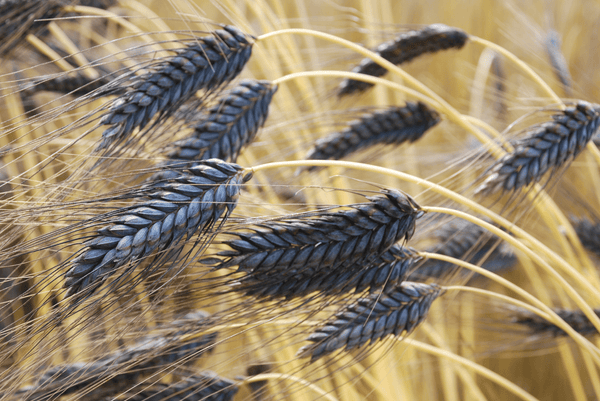 Was ist eigentlich Ur-Getreide?